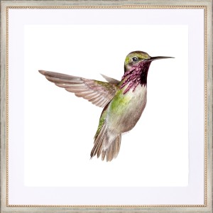 CD- HUMMINGBIRD 9